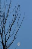 Gołąb grzywacz, grzywacz, Columba palumbus, grzywacze i Księżyc