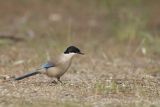 Sójka błękitna, sroka błękitna, Cyanopica cyanus