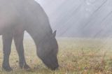 hucuł Otryt, impresja, Bieszczady
