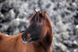 hucuł, hucul pony, szron, stadnina Koni Huculskich Tabun