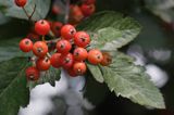 jarząb szwedzki Sorbus intermedia liście i owoce
