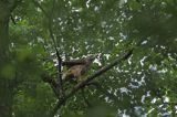 Jastrząb zwyczajny, jastrząb, jastrząb gołębiarz, Accipiter gentilis, juv.