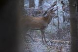 jeleń szlachetny, europejski, Cervus elaphus elaphus
jeleń karpacki, młody osobnik