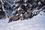 jelenie, samce, Cervus elaphus
