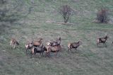 jeleń szlachetny, europejski, Cervus elaphus elaphus jeleń karpacki,Bieszczady