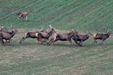 jeleń szlachetny, europejski, Cervus elaphus elaphus jeleń karpacki,Bieszczady