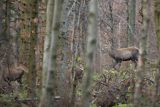  jeleń szlachetny, europejski, Cervus elaphus elaphus
jeleń karpacki, Bieszczady