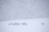  jeleń szlachetny, europejski, Cervus elaphus elaphus
jeleń karpacki, łanie i młodzież na łące