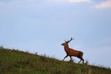 jeleń szlachetny, europejski, Cervus elaphus elaphus jeleń karpacki, rykowisko, Bieszczady, byk