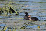 łyska, Fulica atra, z pisklęciem na jeziorze Drużno