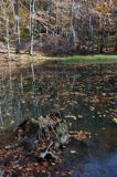 Jeziorko Duszatyńskie rezerwat Zwiezło Ciśniańsko-Wetliński Park Krajobrazowy Bieszczady