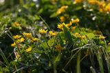 kaczeńce, knieć błotna, Caltha palustris