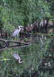czapla siwa, Ardea cinerea, na kanale Elbląskim