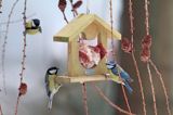 przy karmniku sikory : Bogatka zwyczajna, bogatka, sikora bogatka, Parus major i Modraszka