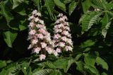 kasztanowiec czerwony Aesculus carnea, liście i kwiaty