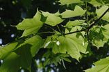 klon zwyczajny Acer platanoides, liście i owoce