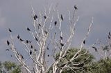 Kormoran czarny Phalacrocorax carbo) kolonia