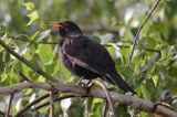 kos Turdus merula) śpiewający samiec
