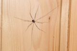 kosarz, rząd - Opiliones - kosarze