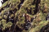 Kozica, kozica północna, Rupicapra rupicapra, Tatry