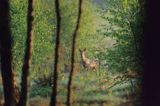 Sarna, koziołek; sarna europejska Capreolus capreolus