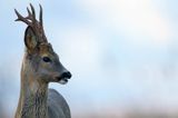 sarna samiec koziołek, Capreolus capreolus