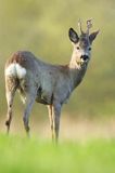 sarna samiec koziołek, Capreolus capreolus