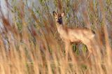 sarna samiec koziołek, Capreolus capreolus