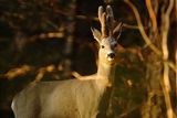 Sarna, samiec, koziołek, Capreolus capreolus