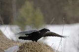 kruk Corvus corax