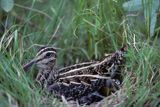 bekas kszyk Gallinago gallinago