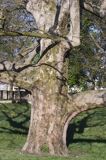 Platan klonolistny Platanus x hispanica