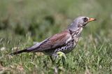 Kwiczoł Turdus pilaris) na łące