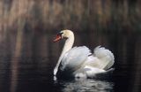 łabędź niemy Cygnus olor