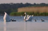 łabędź niemy Cygnus olor, para z pisklętami