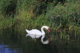 łabędź niemy, Cygnus olor
