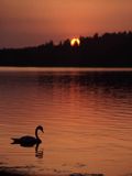 łabędź niemy, Cygnus olor, Wigierski Park Narodowy, jezioro Wigry