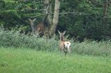 jeleń szlachetny, europejski, Cervus elaphus elaphus jeleń karpacki, rykowisko, Bieszczady, łania z młodym
