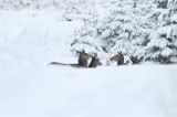 łanie, jeleń szlachetny, europejski, Cervus elaphus elaphus jeleń karpacki