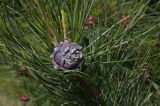 sosna limba Pinus cembra L.