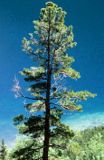 limba
