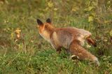 lis vulpes vulpes