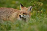 lis vulpes vulpes