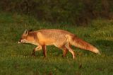 lis vulpes vulpes