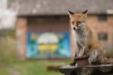 lis vulpes vulpes