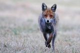 Lis, Vulpes vulpes
