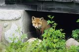 łac: Vulpes vulpes) lisek chowający się pod domem