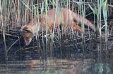 lis, Vulpes vulpes