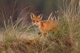 lis, Vulpes vulpes
