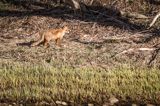 lis, vulpes vilpes
